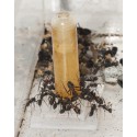 Bebedero de 3 ml para hormigas Anthouse Otros Accesorios