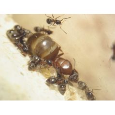 Lasius emarginatus- Kolonie Gratis- Ameisen Anthouse