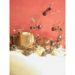 Lasius emarginatus- Kolonie Gratis- Ameisen Anthouse