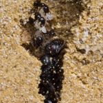 Kit AntHouse Basic Sand-Ameisennest mit Königin und Gratis-Ameisen