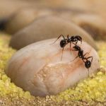 Kit AntHouse Basic Sand-Ameisennest mit Königin und Gratis-Ameisen