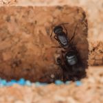 Kits Antcubik Corcho con Camponotus barbaricus Anthouse Kits Hormigueros