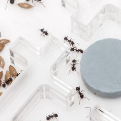 Hormiguero Rimsunta para granja de hormigas para adultos Estudio