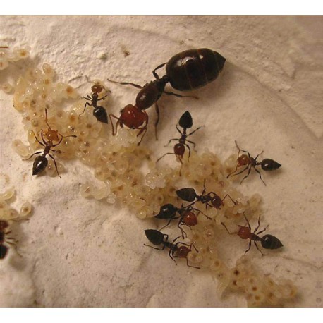 Regalo colonia de Crematogaster scutellaris Free Ants