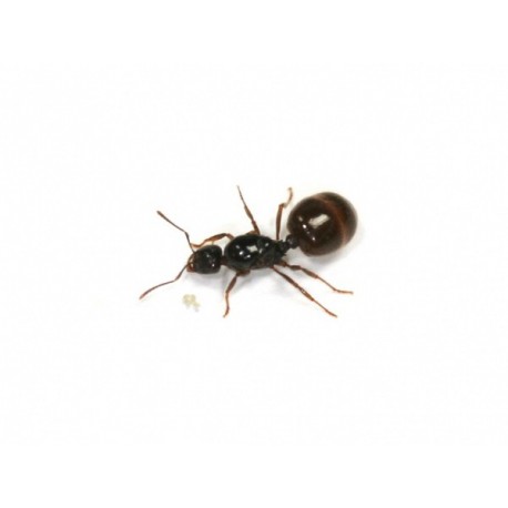 Reine d'Aphaenogaster dulcineae  Fourmis gratuites