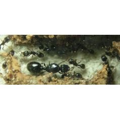 Reina de Tetramorium caespitum(amb ous)  Formigues gratuïtes 2