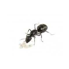 Queen of Camponotus micans (silver ant) Free Ants Anthouse
