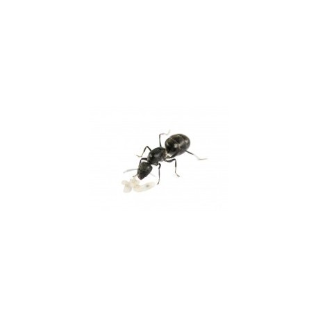 Regalo Reina de Camponotus micans
