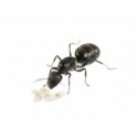 Camponotus micans- Königin (silberne Ameise) Gratis-Ameisen Anthouse