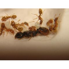 Colony of Tetramorium semilaeve Ants Free Anthouse