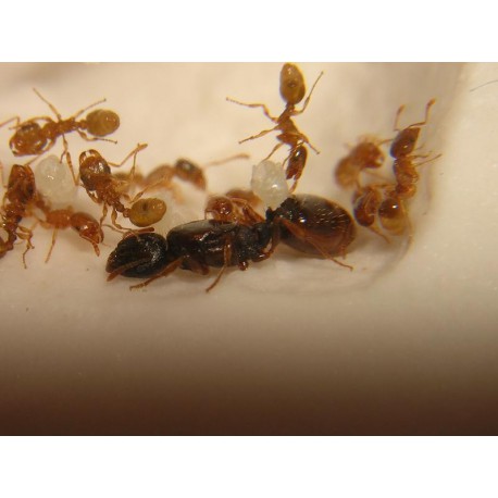 Tetramorium semilaeve- Kolonie Gratis-Ameisen Anthouse