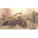 Colony of Pheidole pallidula Ants Free Anthouse