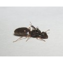 Pheidole pallidula - Kolonie Anthouse Gratis-Ameisen