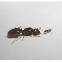 Pheidole pallidula - Kolonie Anthouse Gratis-Ameisen