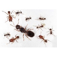 Colonia di Pheidole pallidula Anthouse Formiche gratuite 2