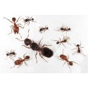 Colony of Pheidole pallidula Free Ants Anthouse