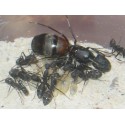 Reina de Camponotus cruentatus (Con huevos) Anthouse  Hormigas Gratis