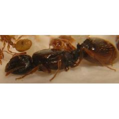 Queen of Tetramorium semilaeve (with eggs) Ants Free Anthouse