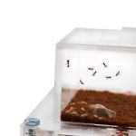 10x20x1,3cms Acrylic Mushroom Kit (Messor barbarus included) Ants nests Kits Anthouse