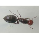 Queen of Crematogaster scutellaris Free Ants