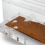 10x20x7cms Caja de forrajeo Mediana Modular  Hormiguero Modular Seta
