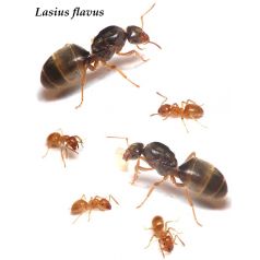 Reina de Lasius Flavus (con huevos)(color Oro) Anthouse Formiche gratuite 2