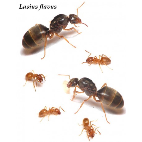 Queen of Lasius flavus (with eggs) Ants Free Anthouse