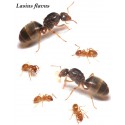 Lasius Flavus- Königin (mit Eiern) (golden) Gratis-Ameisen Anthouse