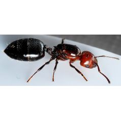 Reina de Crematogaster scutellaris   Hormigas Gratis 2