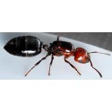 Queen of Crematogaster scutellaris Free Ants