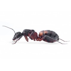 Colony of Camponotus cruentatus Ants Free Anthouse