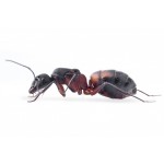 Colony of Camponotus cruentatus Free Ants Anthouse