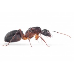 Colonia de Camponotus barbaricus Anthouse  Hormigas Gratis