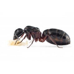 Reina Camponotus herculeanus (Hormiga Gigante)   Hormigas Gratis