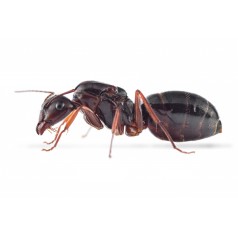 Queen of Camponotus Aethiops (with eggs) Free Ants Anthouse