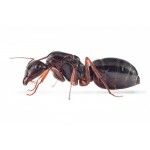 Reina de Camponotus aethiops Anthouse  Hormigas Gratis