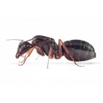 Colonia de Camponotus aethiops Free Ants