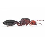 Queen of Crematogaster scutellaris Ants Free