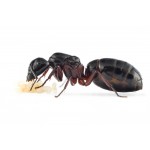 Colonia de Camponotus herculeanus   Hormigas Gratis
