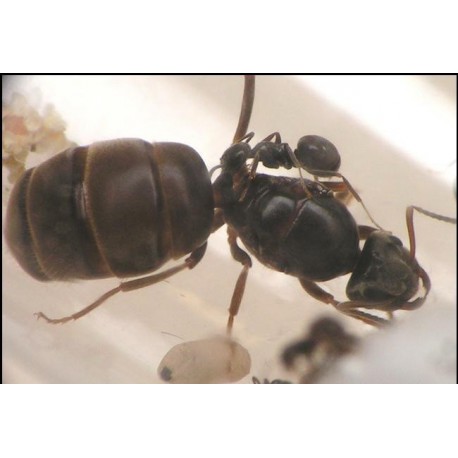 Queen of Lasius niger (with eggs) Free Ants