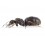 Colony of Lasius niger (suitable for beginners)