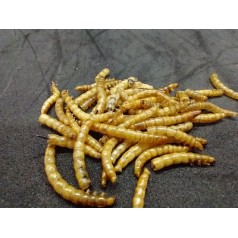 25 gr dehydrated Tenebrios Food Anthouse 2