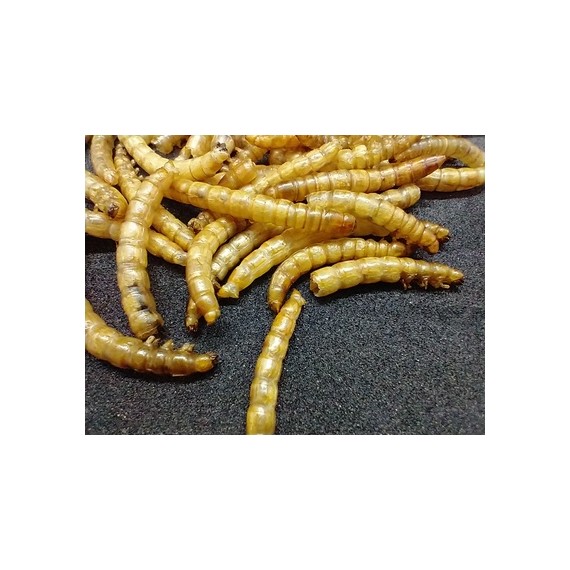 25 gr di Tenebrios disidratato Anthouse Cibo