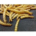 25 gr di Tenebrios disidratato Anthouse Cibo
