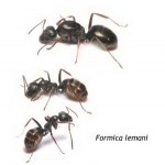Reina Formica lemani   Hormigas Gratis