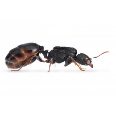 Regalo Reina de Tetramorium caespitum Free Ants