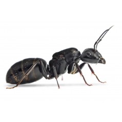 Colonia de Camponotus vagus