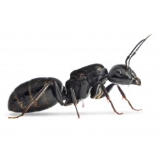 Reina de Camponotus vagus   Hormigas Gratis