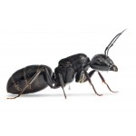 Colonia de Camponotus vagus Ants Free