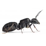 Reina de Camponotus vagus Free Ants
